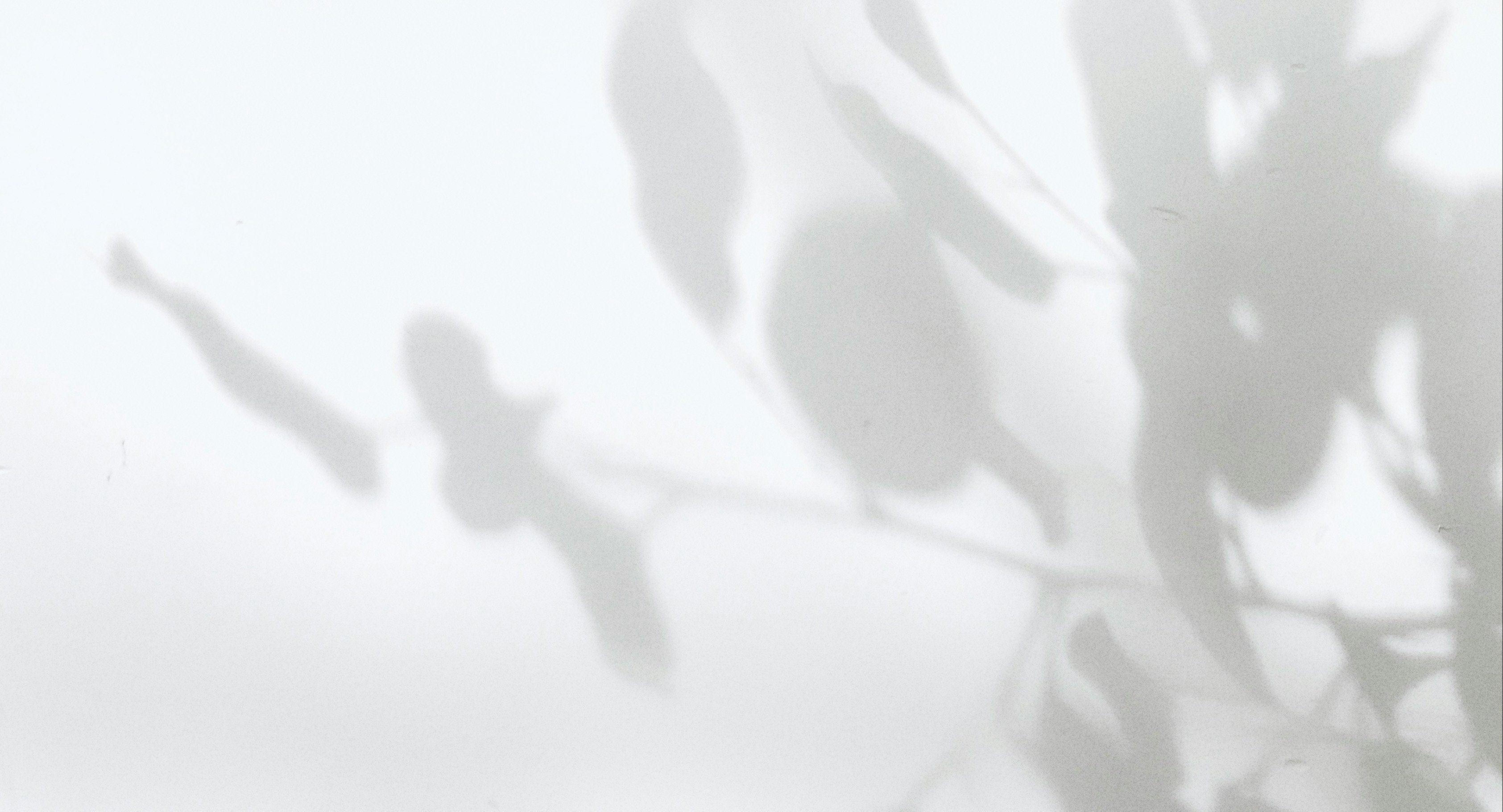Shadow of a plant on a white wall with grey shadows